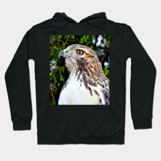 Red Tailed Hawk Hoodie